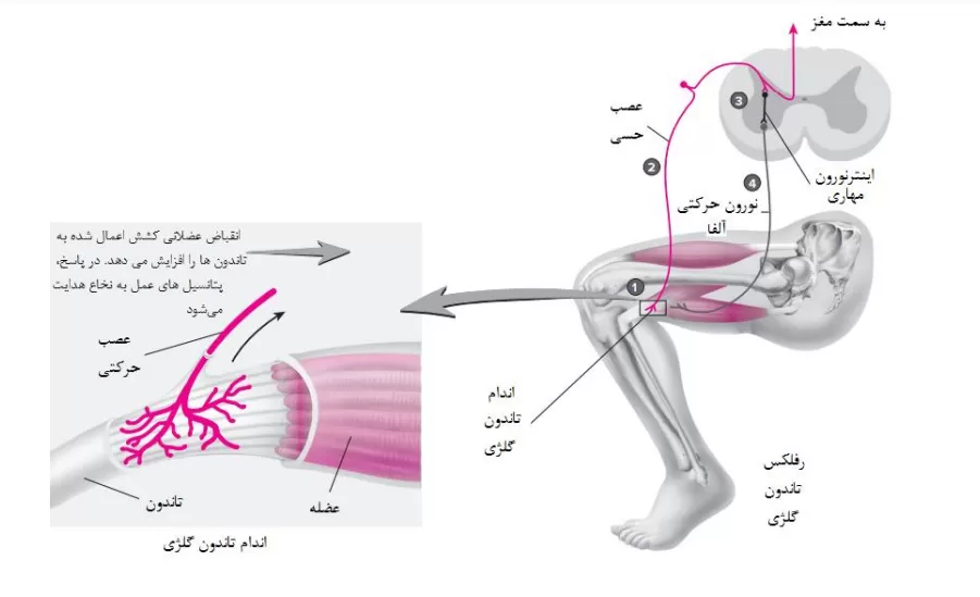 آموزش حرکت شناسی pdf