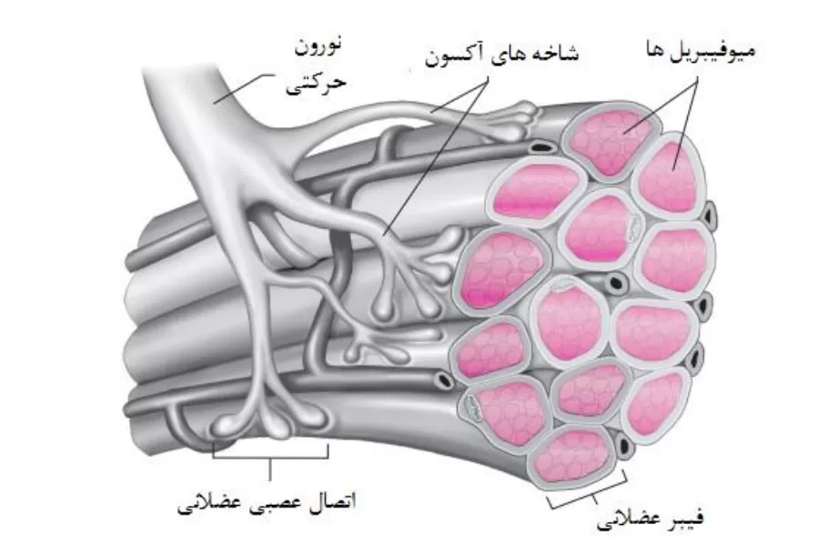 حرکت شناسی