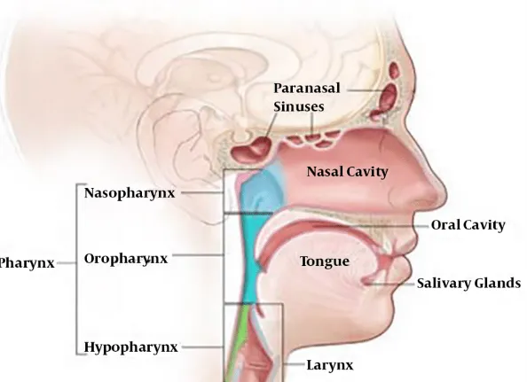آناتومی سر و گردن